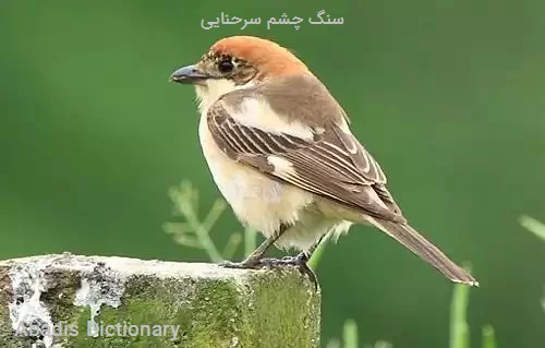 سنگ چشم سرحنایی